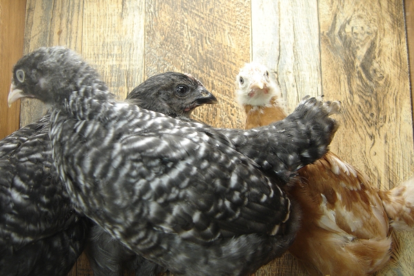 8 Pullet Chicks Week 4 - 2 Barred Rock. 1 Gold Comet and 1 Blue Novagen